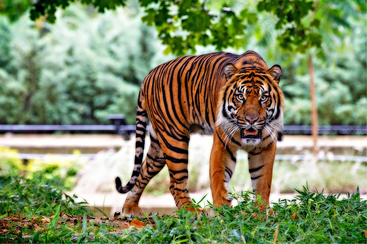A tiger walking in the grass near trees.